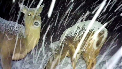 Whitetail deer in snowstorms.