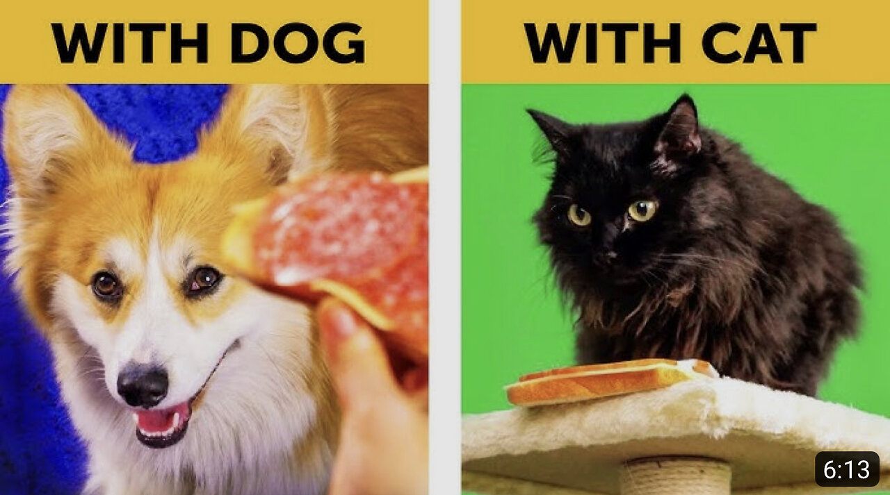 LIFE WITH DOG VS LIFE WITH CAT. Corgi life || Relatable facts by 5-Minute FUN