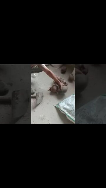 Descascando coco para fazer mungunzá.