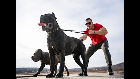 How To Make Dog Become Fully Aggressive With Few Simple Tips