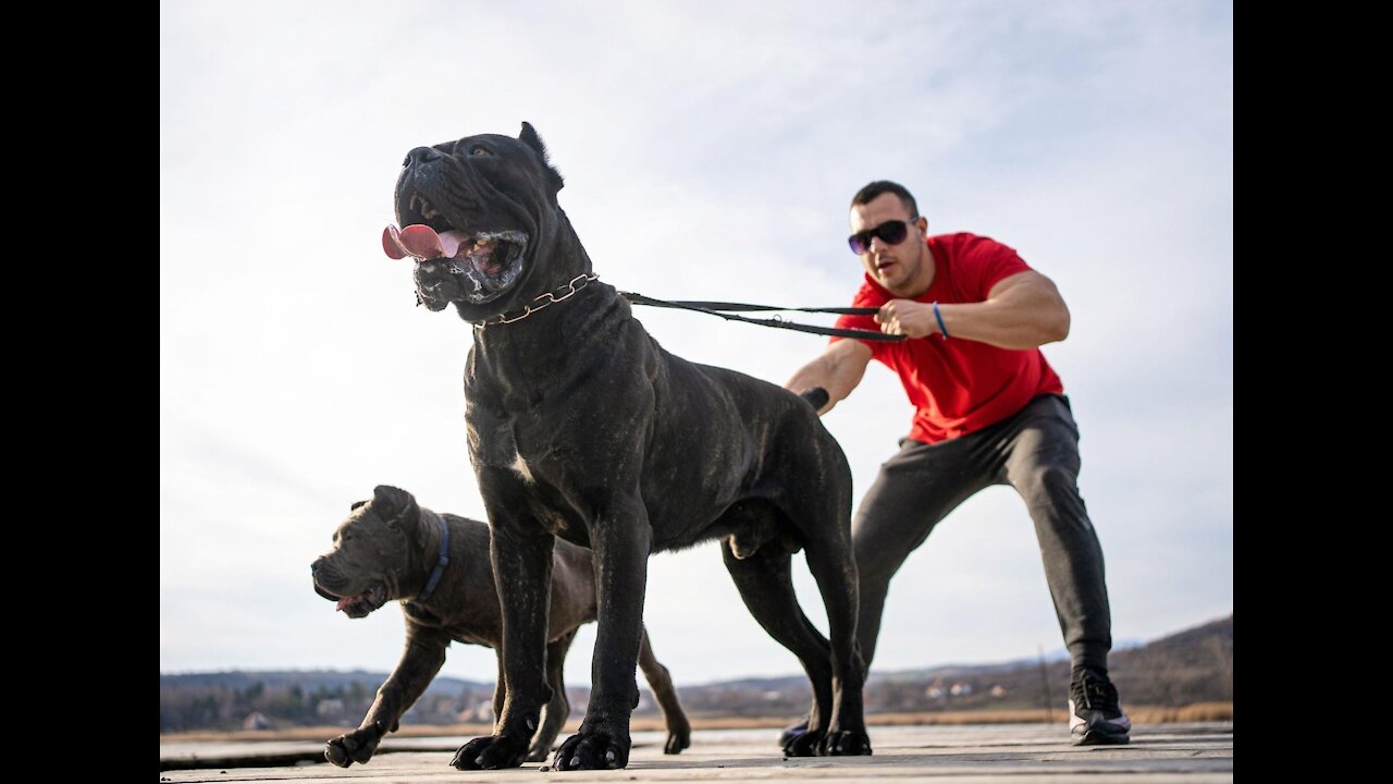 How To Make Dog Become Fully Aggressive With Few Simple Tips