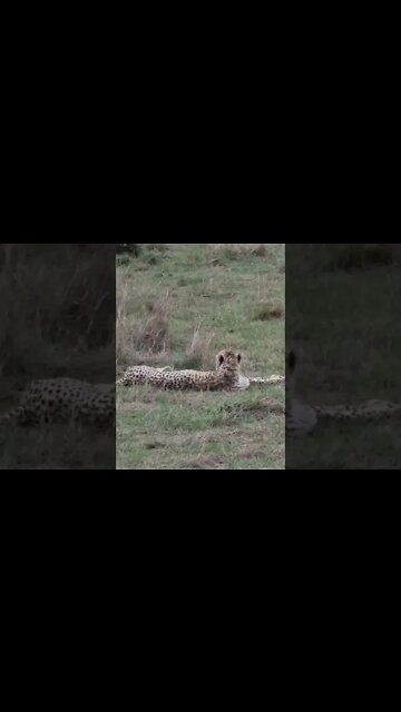 Maasai Mara Sightings Today 31/01/22 (Lions, Cheetah, Rain, etc) | Zebra Plains | #shorts