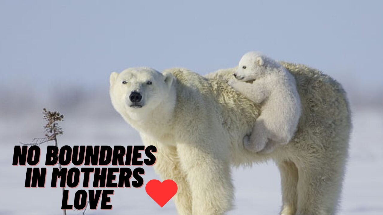 Mothers Love has no Boundries #mother #cute #loveanimals #motherslove