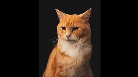 Animal comedy video