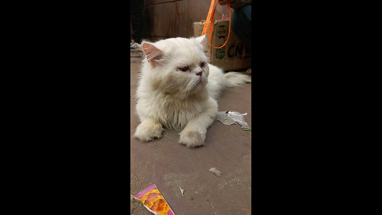 persian cat