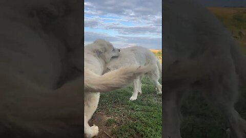 These two are so cute together! ❤️ #greatpyrenees #farmlife #cute #dog #puppy #shorts