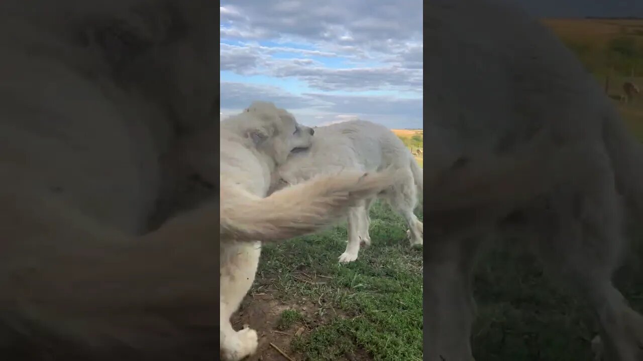 These two are so cute together! ❤️ #greatpyrenees #farmlife #cute #dog #puppy #shorts