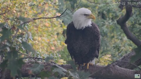 Hays Eagles Dad watching something of interest 2021 10 22 10:05AM