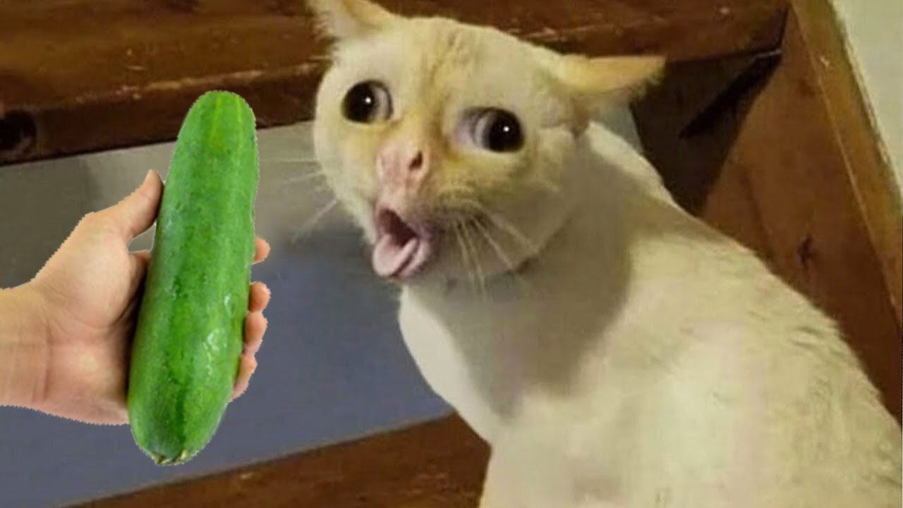 Funniest Cats and Dogs 😺🐶 Funny Animals 2023 😍 Part 2
