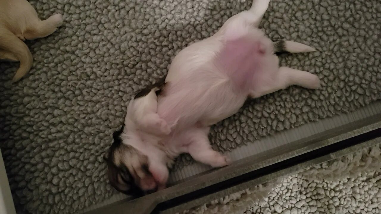 Lydia...Sweet Dreams