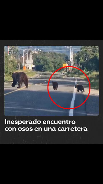 Conductor cede el paso a una familia de osos en Kamchatka