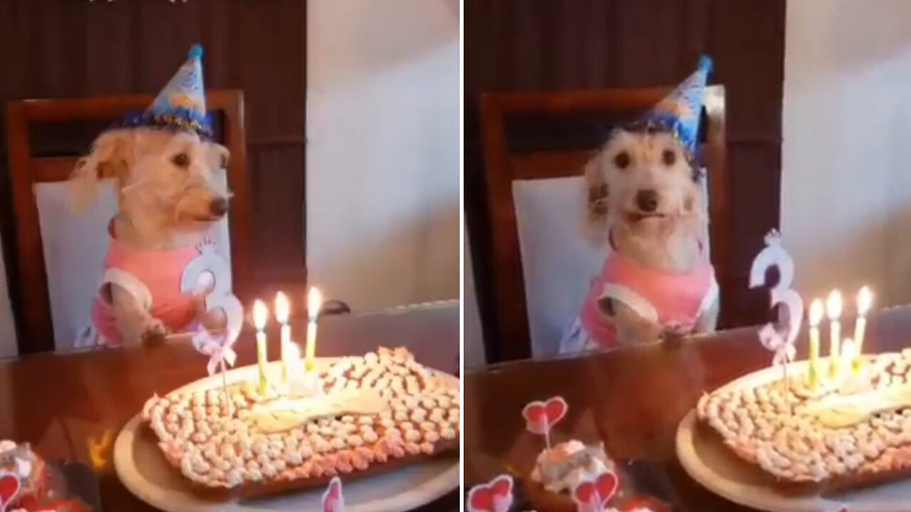 Dog Having a Great Birthday Party.