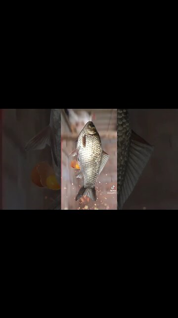 si asa se naste carasul #jmek #caras #gaina #ou #mancare #splashipula