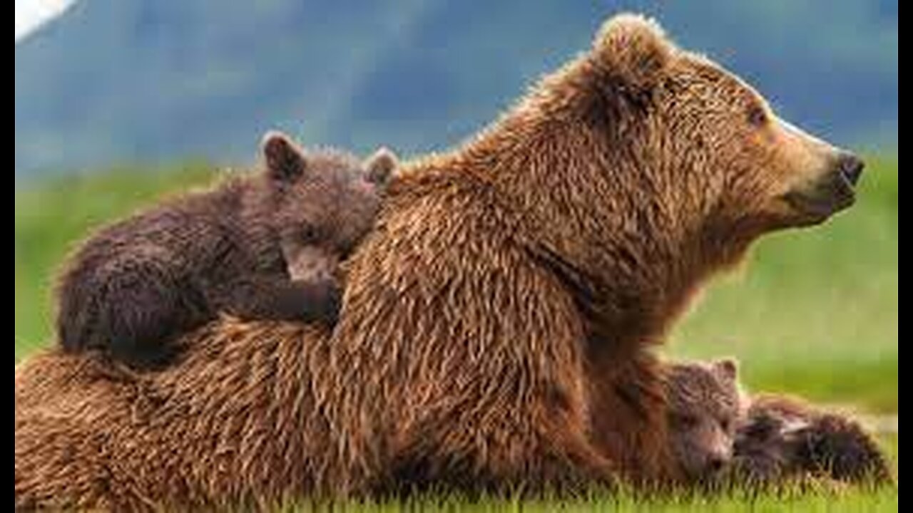 L´IMPOTENTE FAMIGLIA ORSINI...ORSO E ORSINA