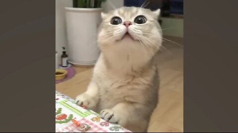 Funny cat speaking like Hooman 🙀🙀😸😸