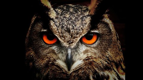 Nature And Wildlife Video – Bird and animal is beautiful creature on our earth,Relaxing Bird video