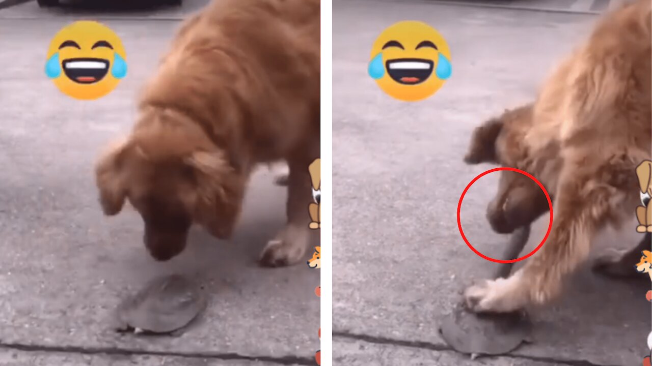 Dog playing with Turtle - Unexpectedly bitten on the lip by Turtle - Funny dog