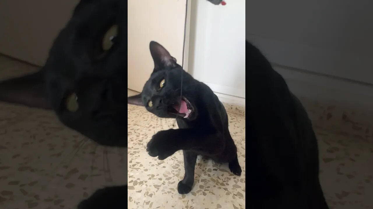 Black Kitty Bites String #slowmotion #blackcat