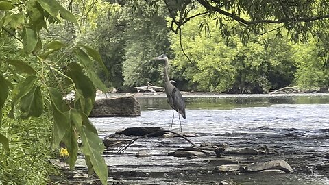 Great Blue Heron