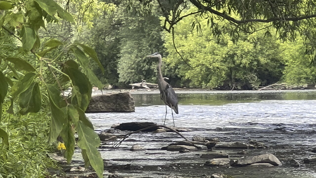 Great Blue Heron