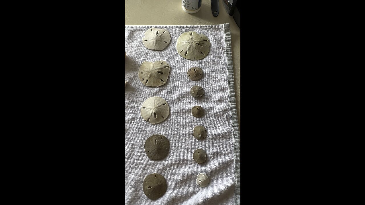 Sand Dollars For Sale #FYP #Seashells #Shelling #BarefootBeach #4K #DolbyVision #SmartHDR4￼