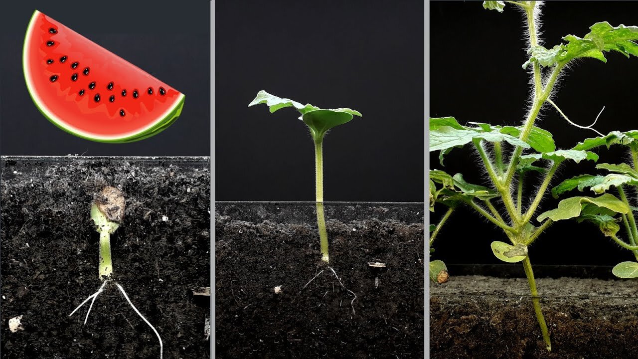 Watermelon timelapse