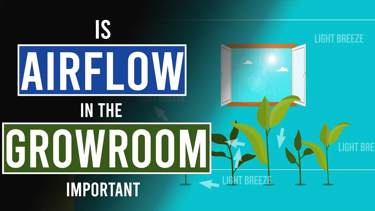 Importance of Good Airflow in Your Grow-room