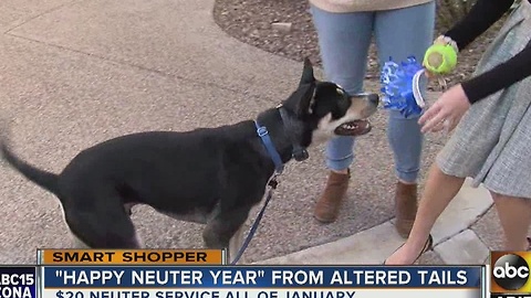 Start the new year by neutering your pet for a low price