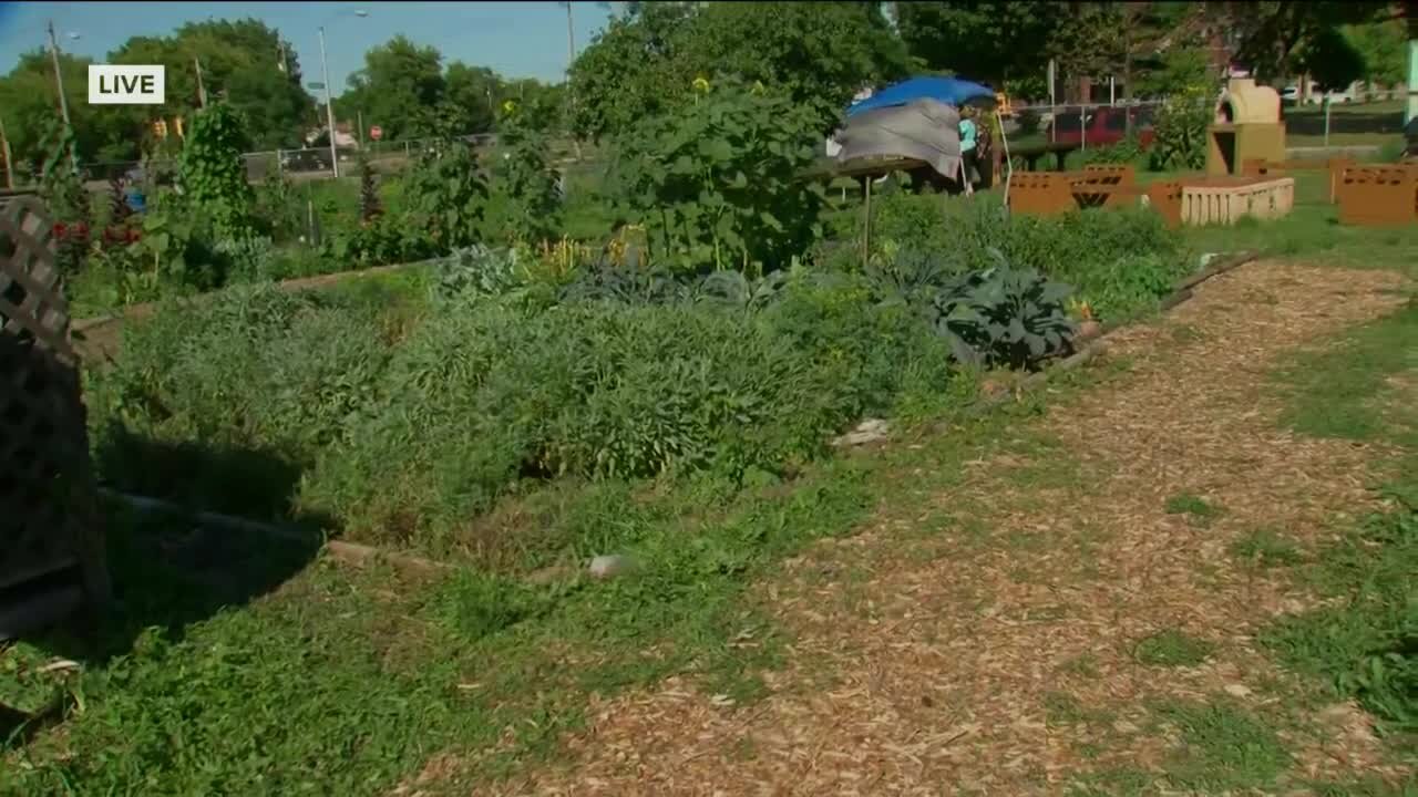 Alice's Garden Urban Farms invests in the community, healthy lifestyles