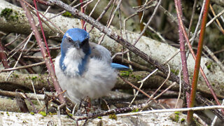 California Scrub Jay