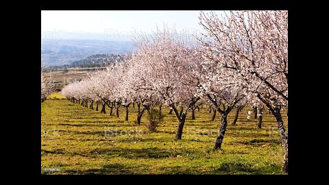 Bible Study: His Knowing of You and the Almond tree