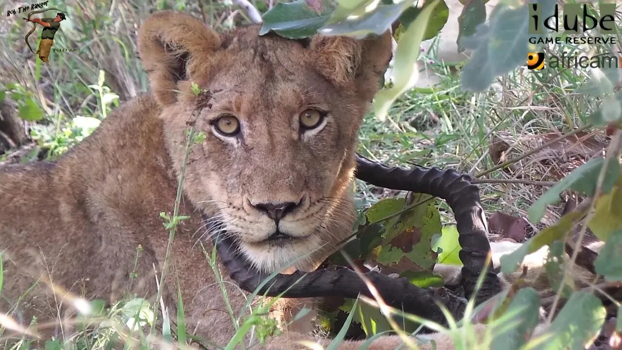 LIONS: Following The Pride 45: With An Impala Meal (Finally Back South After The Flood)