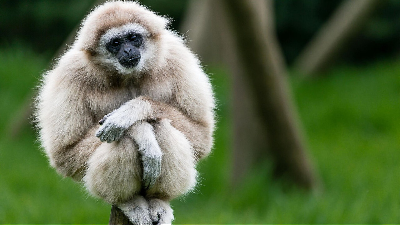 The gibbon plays with the cat_ FUNNY animals