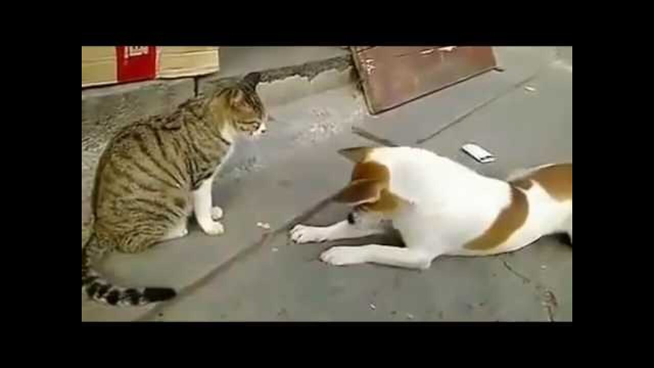 Angry Cats VS Dogs Funny Compilation