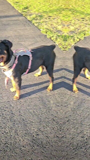 Doneyuno Rotties