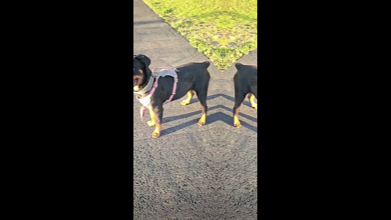 Doneyuno Rotties