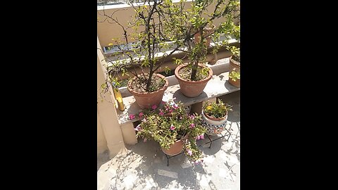 flower 🌺🌹