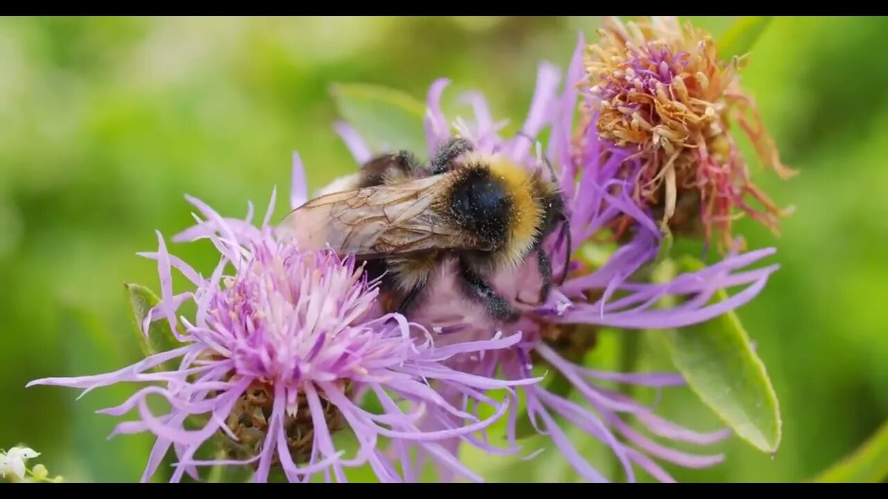 Bumblebee on a flower collects nectar