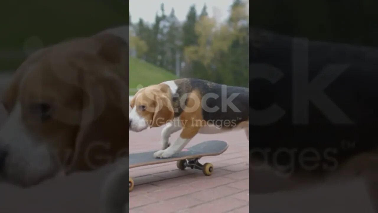 the dog learnskitting