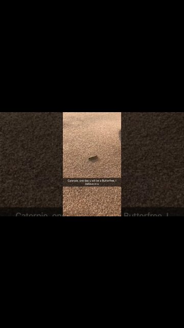 Caterpie will evolve into butterfree