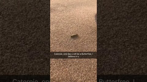 Caterpie will evolve into butterfree