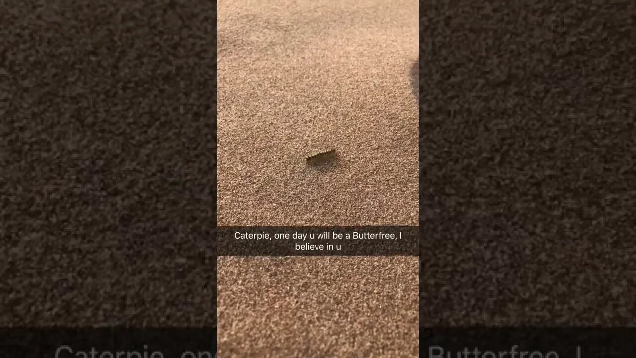 Caterpie will evolve into butterfree