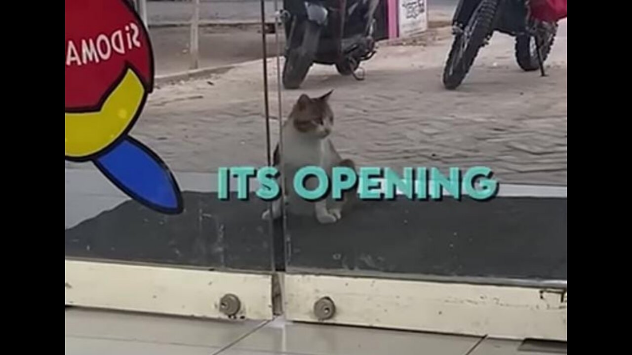 This store now belongs to the cats