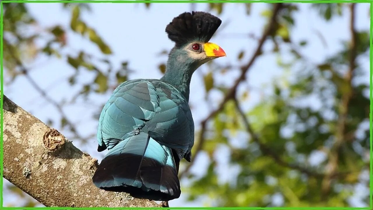 Turako Velký (Turaco Gigante) Conheça Esta Ave da África