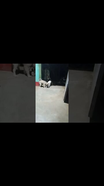 cute #dog short video| cute puppy shorts| #short #shortvideo #firstshortvideo #cutedog #dogs #shorts