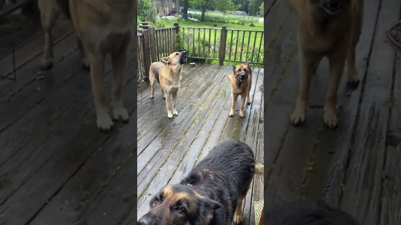 Dogs singing in the rain