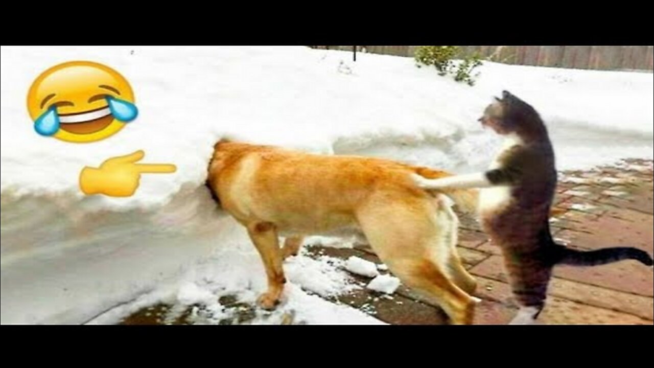 Funny Animal Videos 2023 😅 - Funniest Dogs and Cats Videos 😁