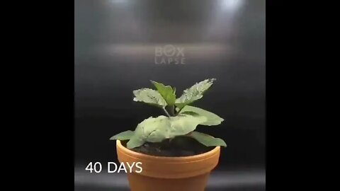 Keep going, keep growing. If we don't change, we don't grow...The beauty of nature using time lapse.