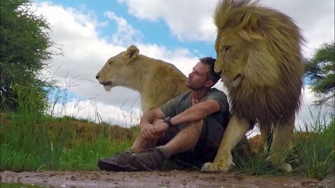 Lion video