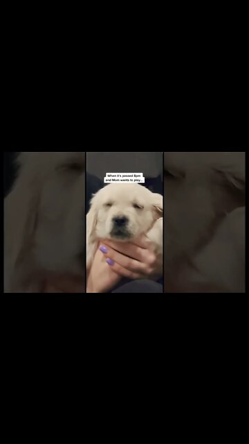 I’m a 9 weeks old puppy. I don’t want to play past 8pm